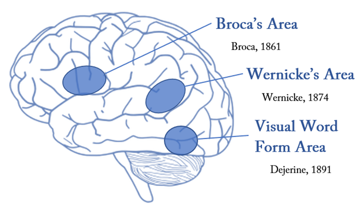 Three important areas of the reading network