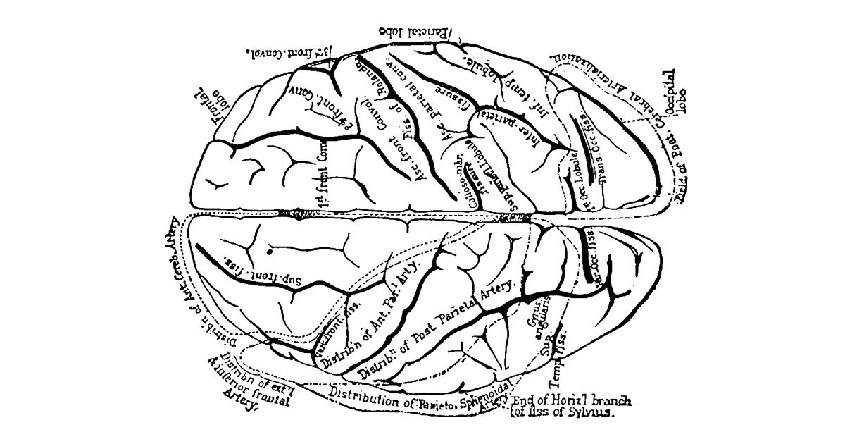 Diagram of the human brain