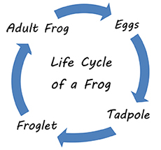 Time-driven graphic organizer